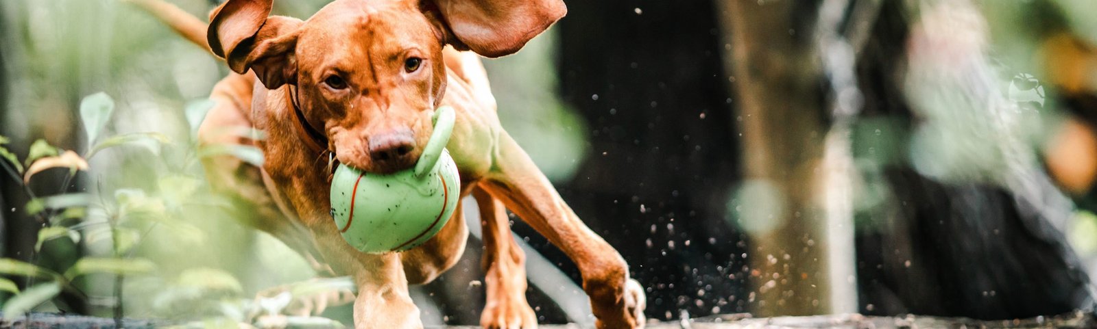 banner-16@2x-scaled-1mob